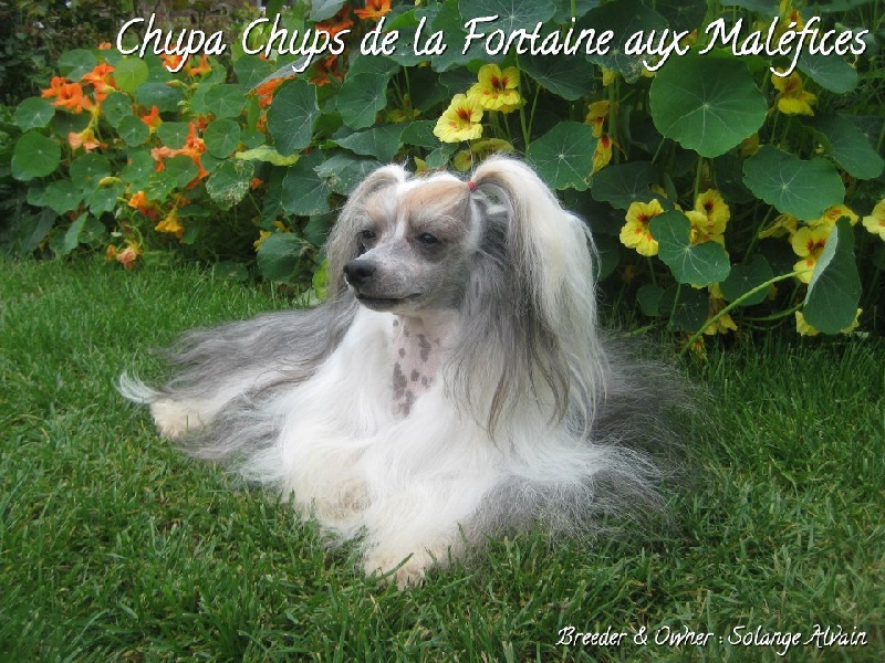 Chupa chups De la fontaine aux maléfices