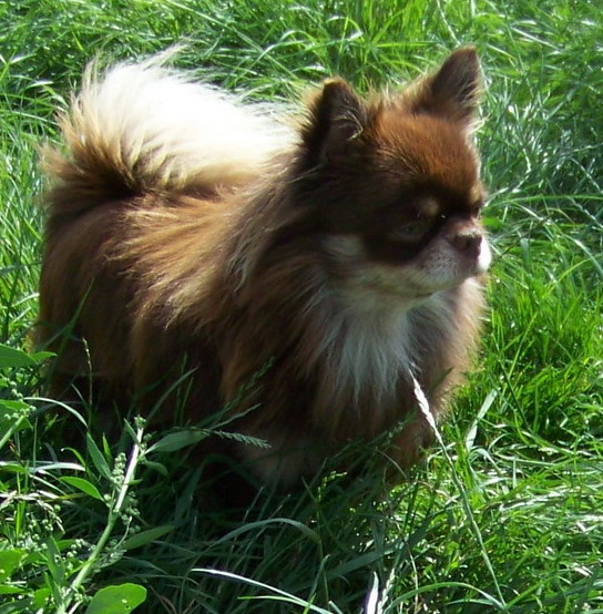 Figaro Des patibullies