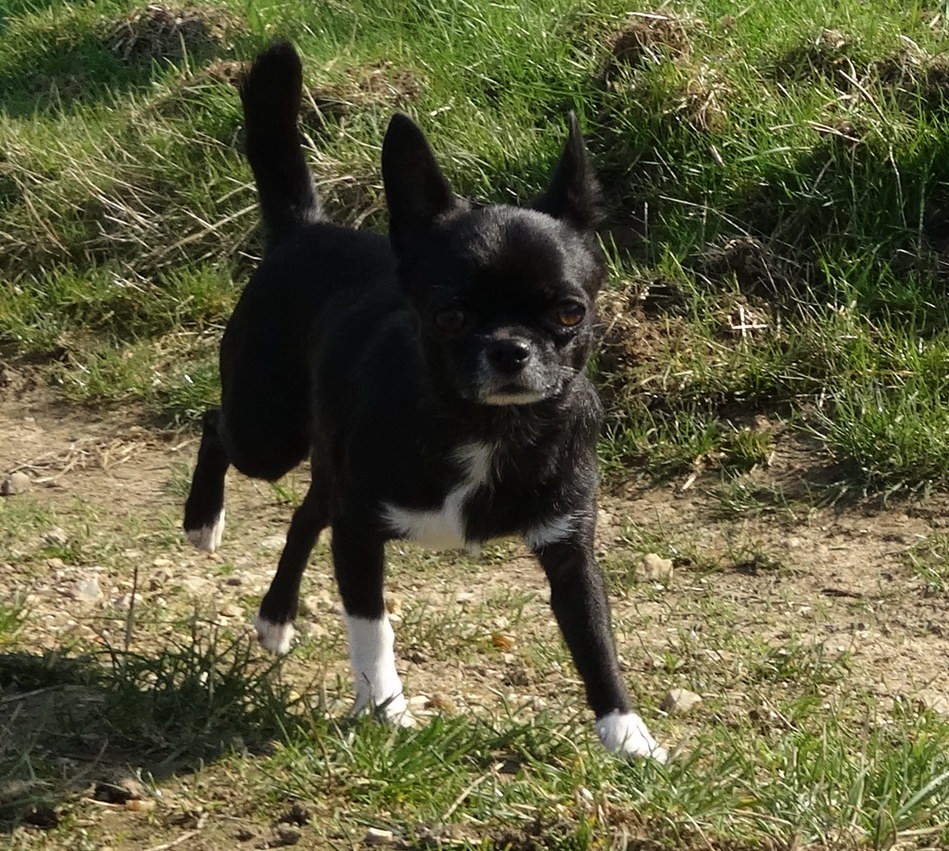 Jungle black delight Des patibullies