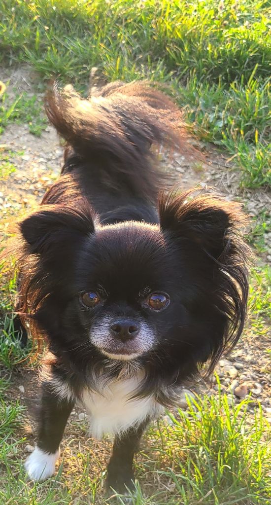 Saperlipopette De la fontaine aux maléfices