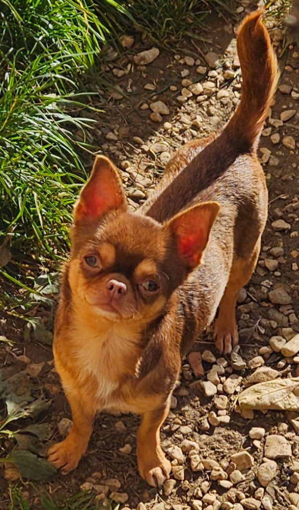 Trinity Des Esquisses Du Phoenix