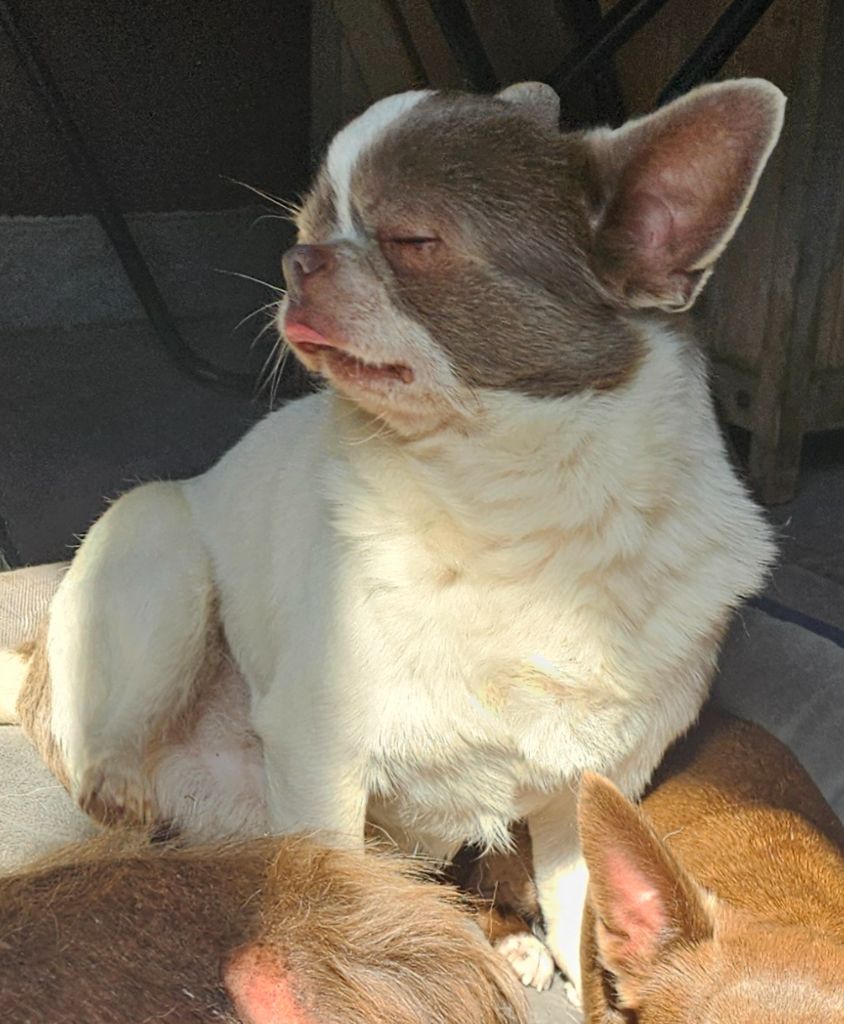 Morlock exclusive babes