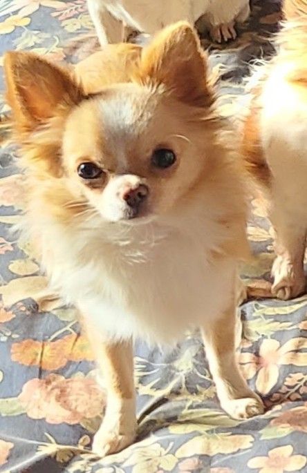 Urikiki De la fontaine aux maléfices