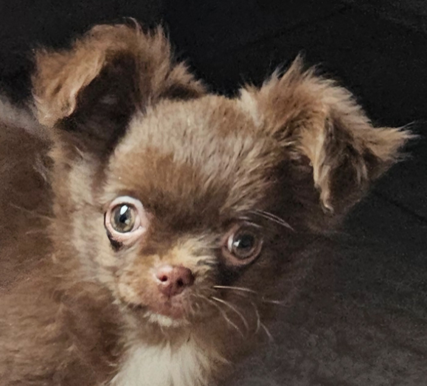 De la fontaine aux maléfices - Chiots disponibles - Chihuahua