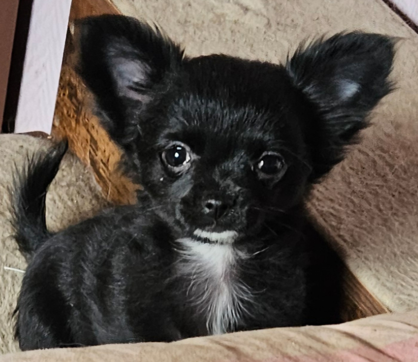 De la fontaine aux maléfices - Chiots disponibles - Chihuahua