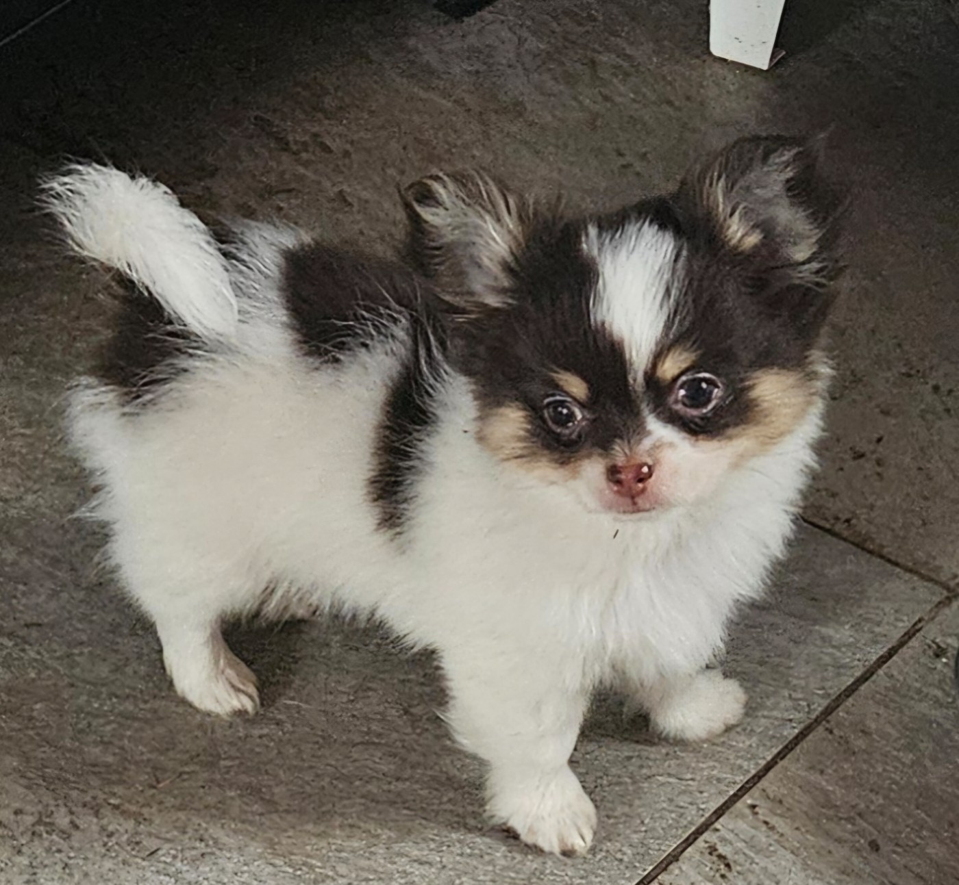 De la fontaine aux maléfices - Chiots disponibles - Chihuahua