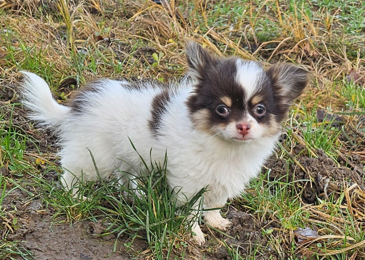 De la fontaine aux maléfices - Chiots disponibles - Chihuahua