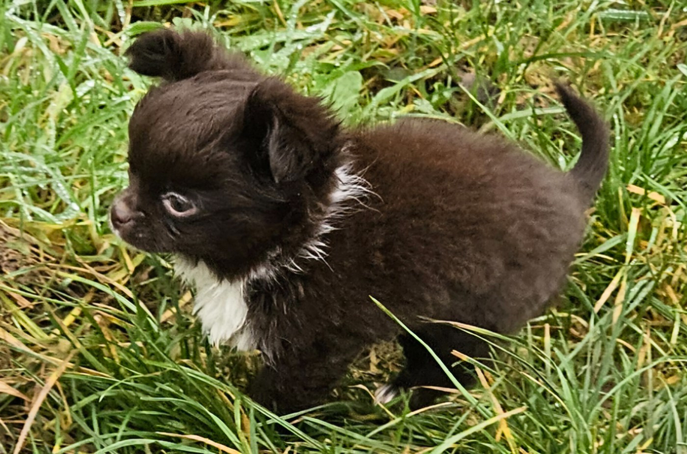 De la fontaine aux maléfices - Chiots disponibles - Chihuahua