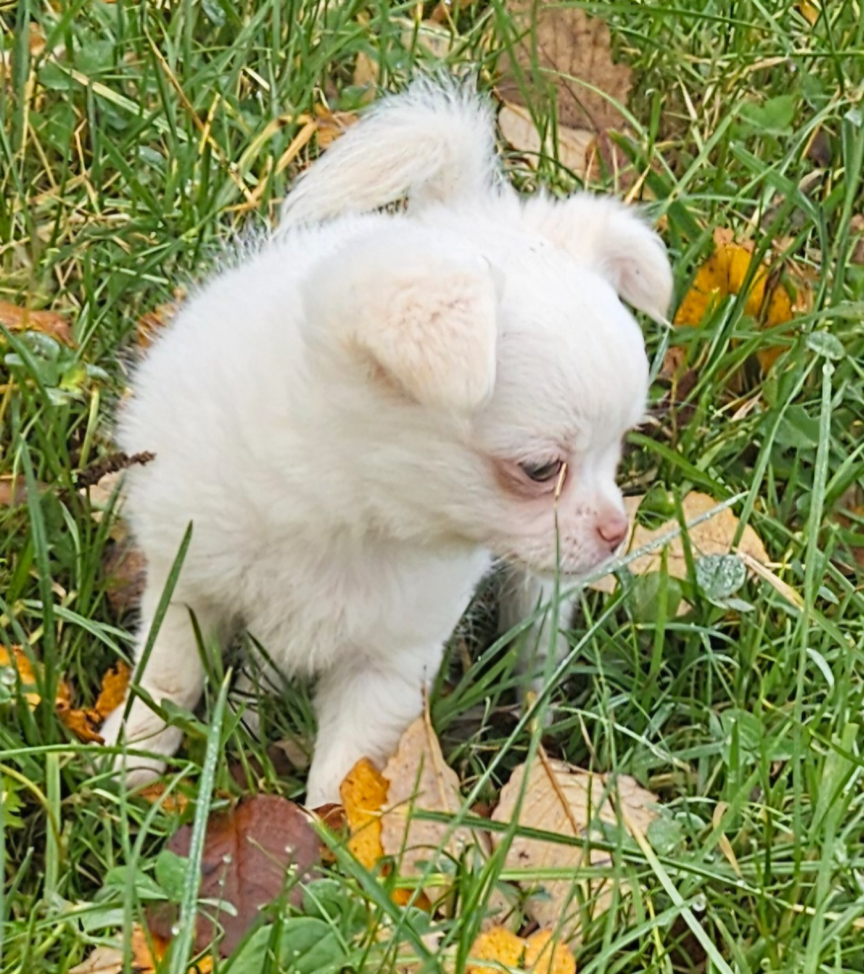 De la fontaine aux maléfices - Chiots disponibles - Chihuahua