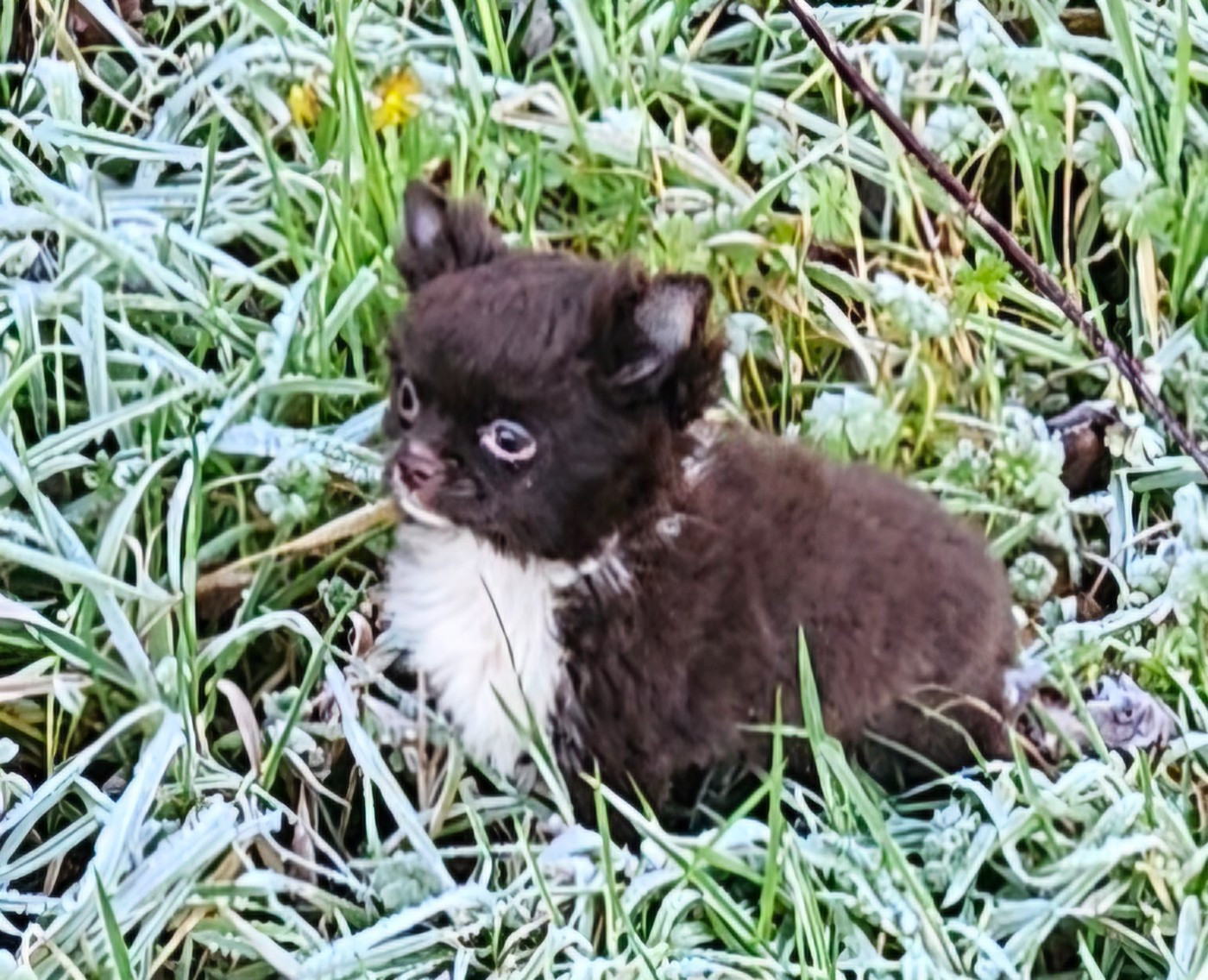 De la fontaine aux maléfices - Chiots disponibles - Chihuahua