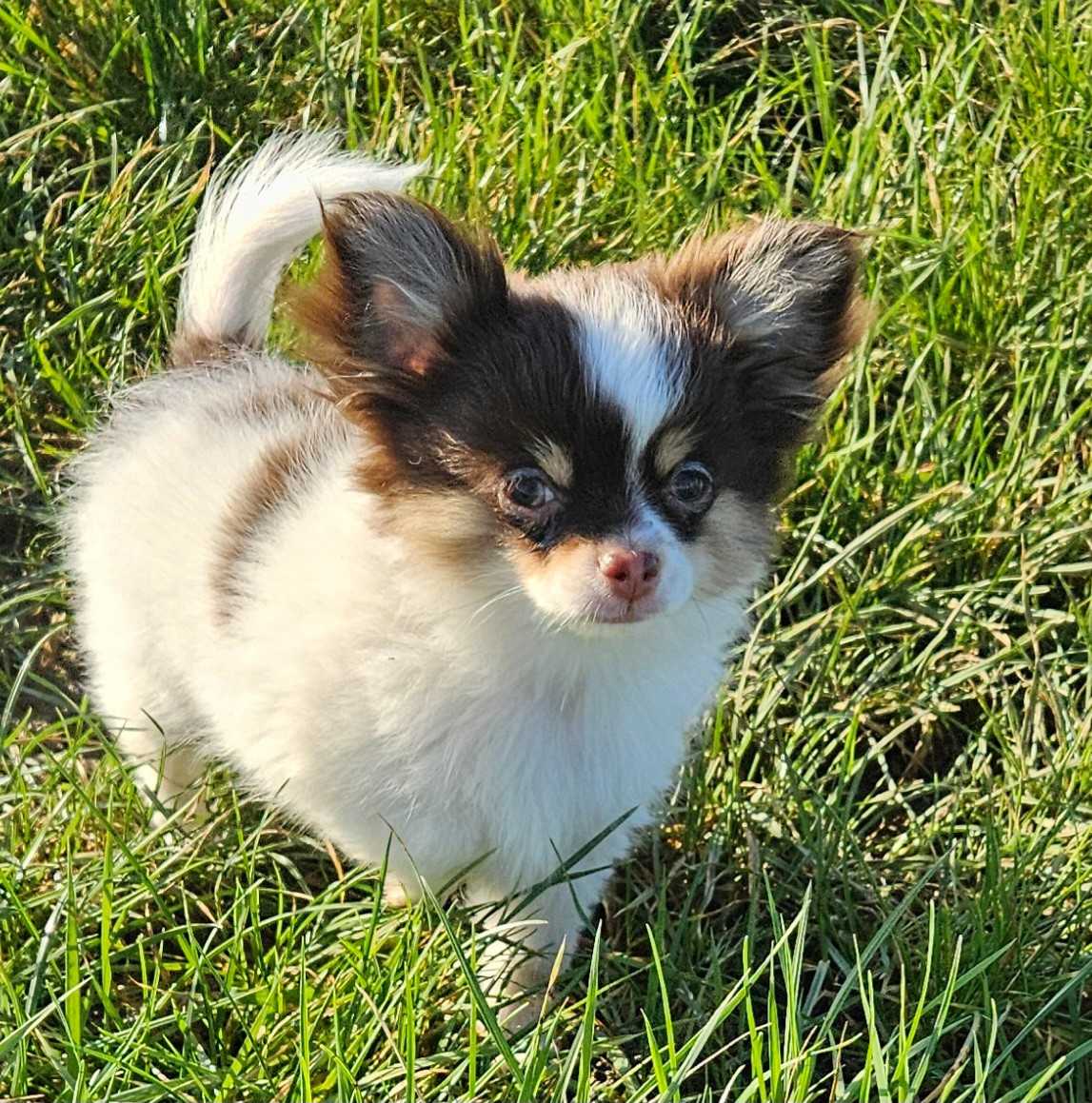 De la fontaine aux maléfices - Chiots disponibles - Chihuahua