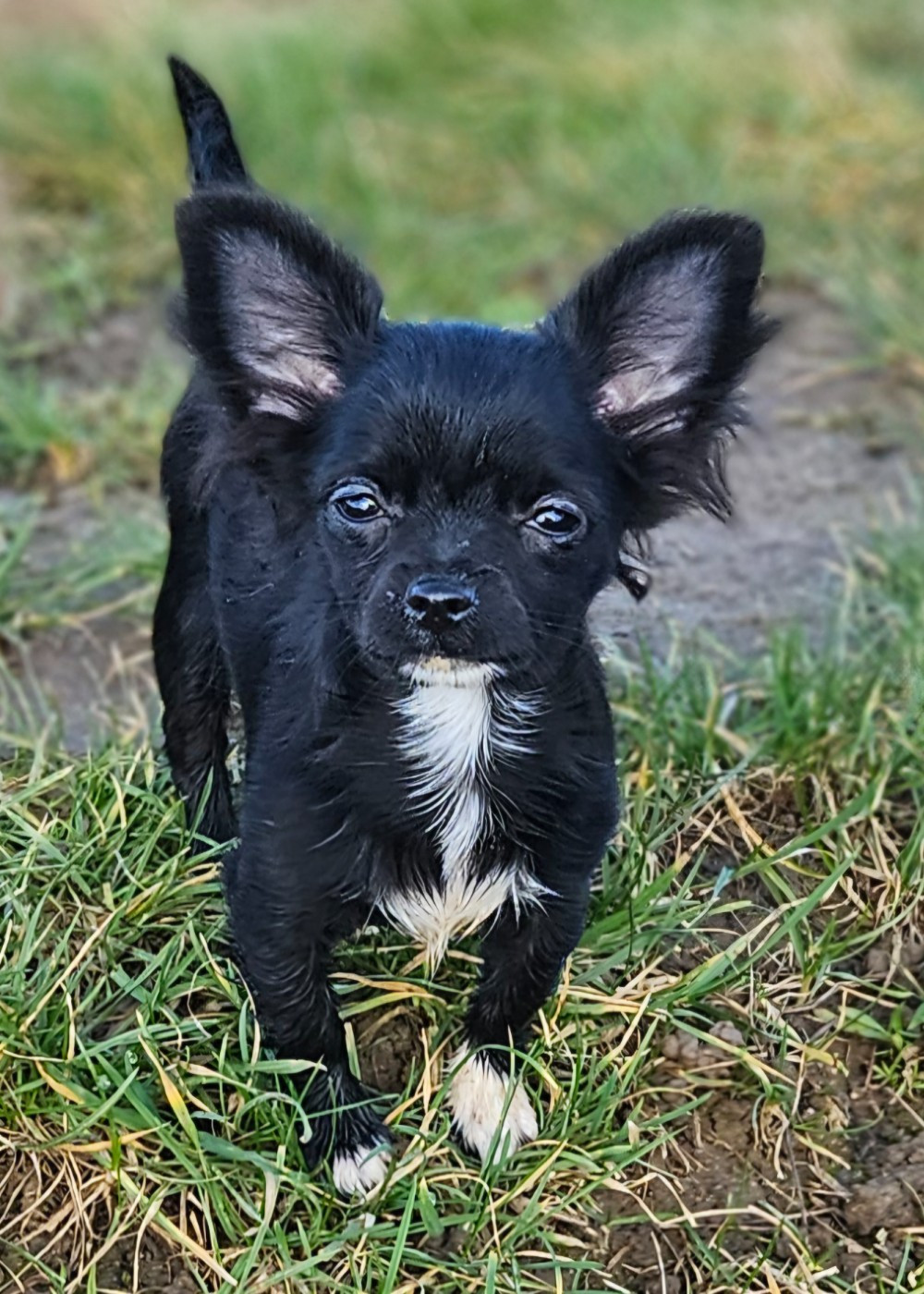 De la fontaine aux maléfices - Chiots disponibles - Chihuahua