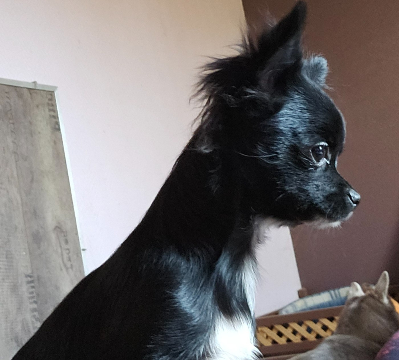 De la fontaine aux maléfices - Chiots disponibles - Chihuahua