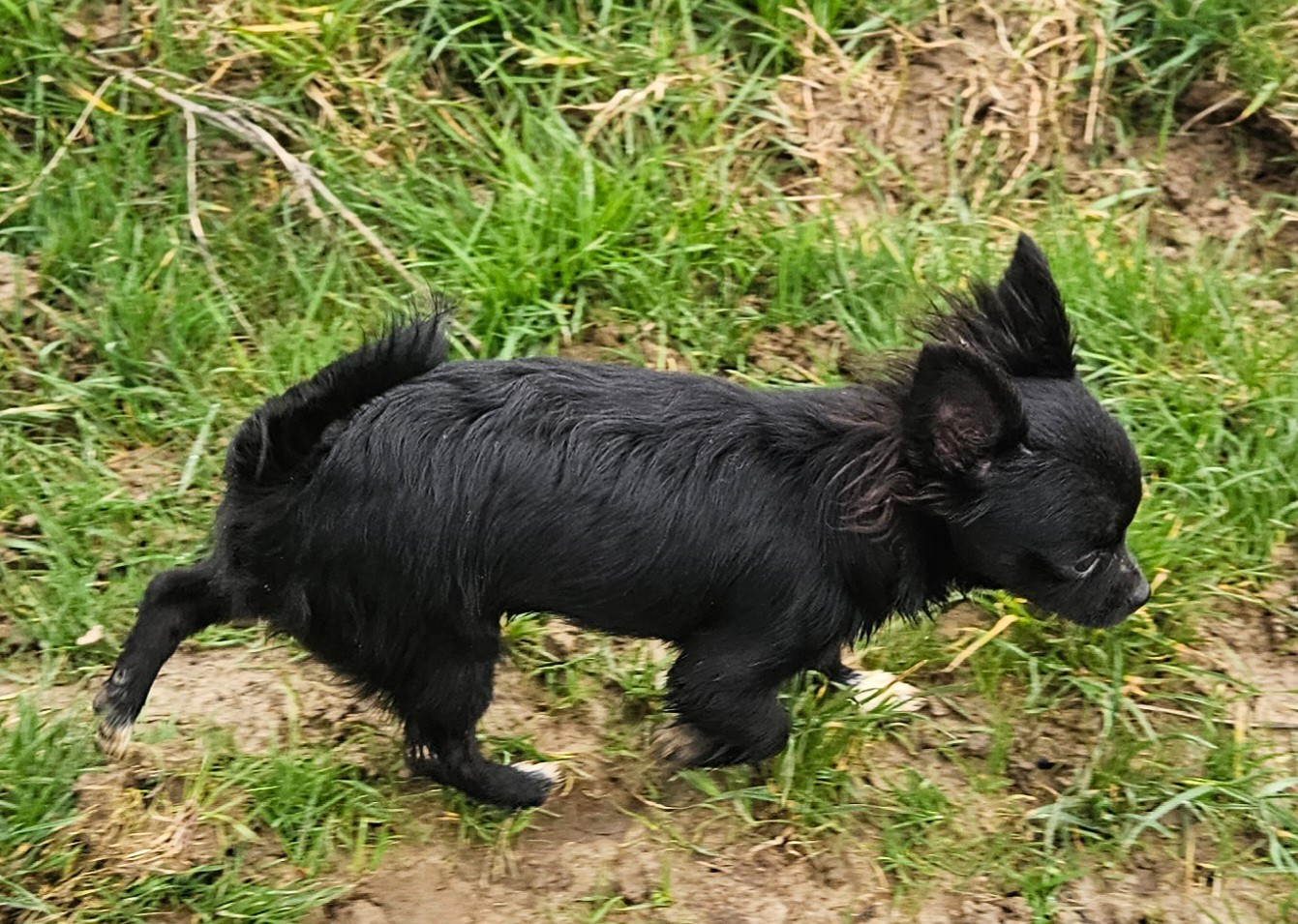 De la fontaine aux maléfices - Chiots disponibles - Chihuahua