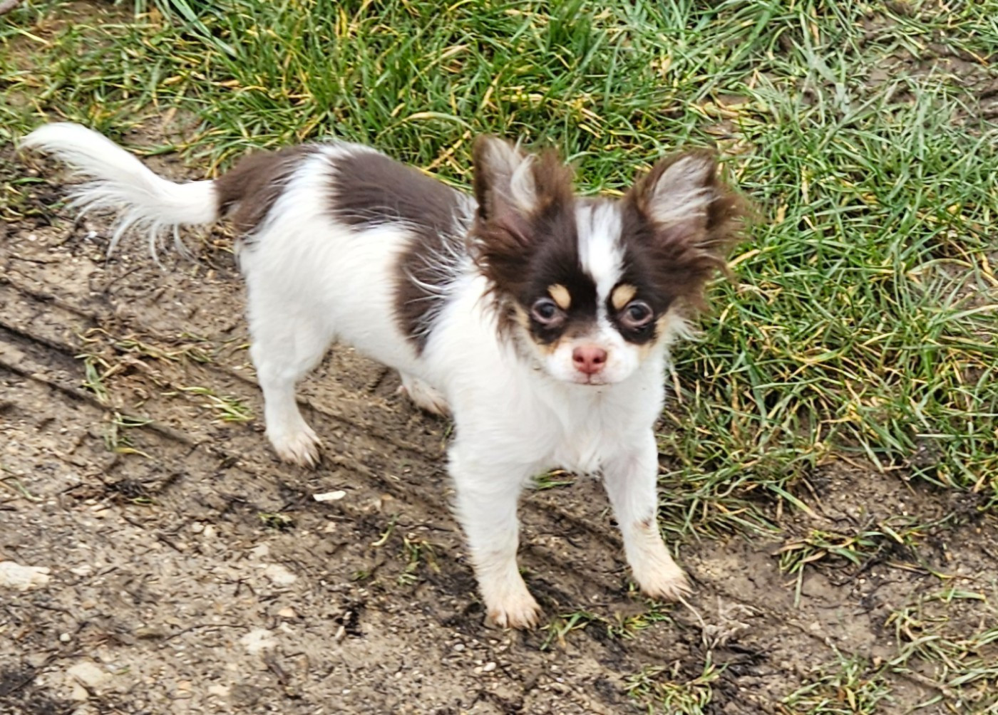 De la fontaine aux maléfices - Chiots disponibles - Chihuahua