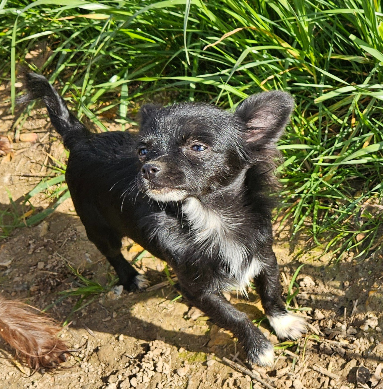 De la fontaine aux maléfices - Chihuahua - Portée née le 10/09/2025