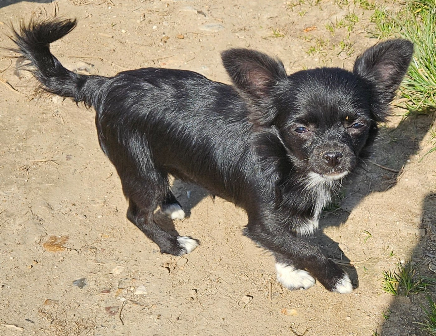 De la fontaine aux maléfices - Chiots disponibles - Chihuahua