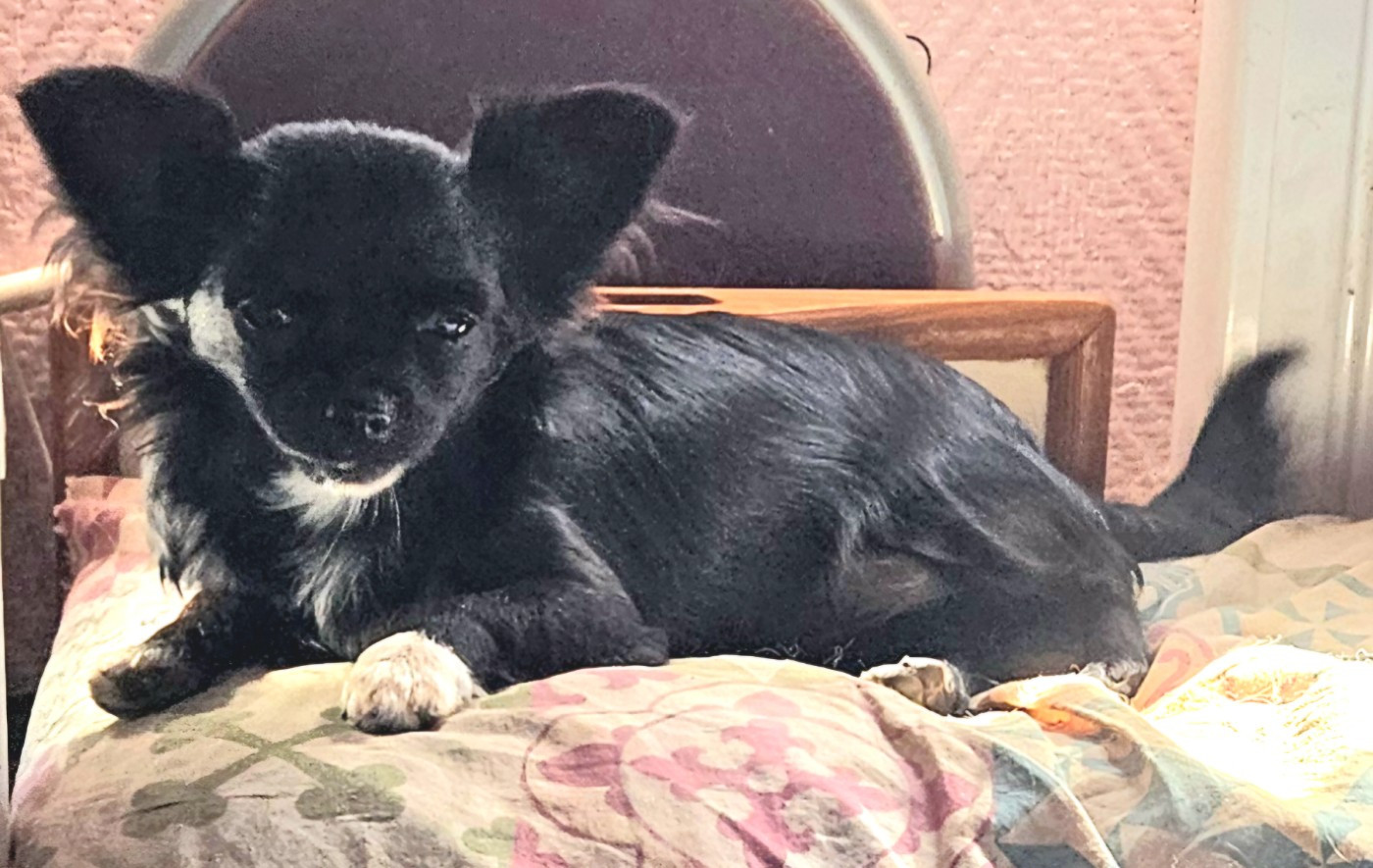 De la fontaine aux maléfices - Chiots disponibles - Chihuahua