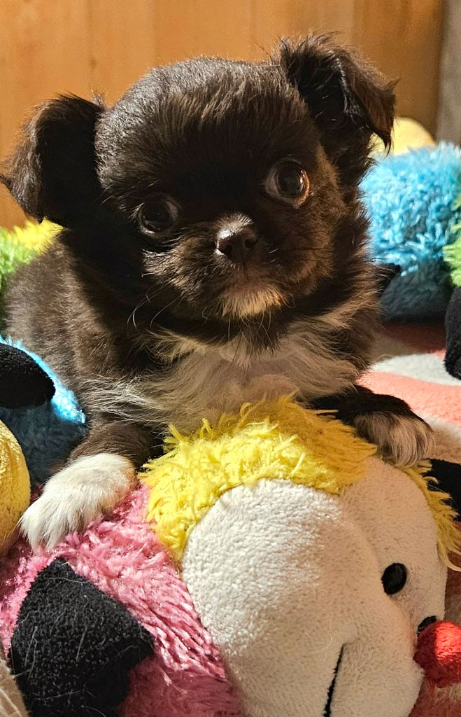 De la fontaine aux maléfices - Chiots disponibles - Chihuahua