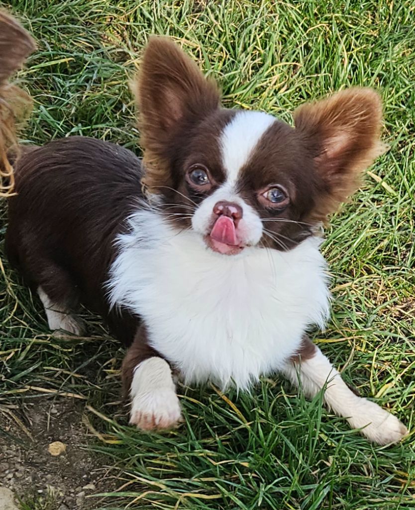 De la fontaine aux maléfices - Chiots disponibles - Chihuahua