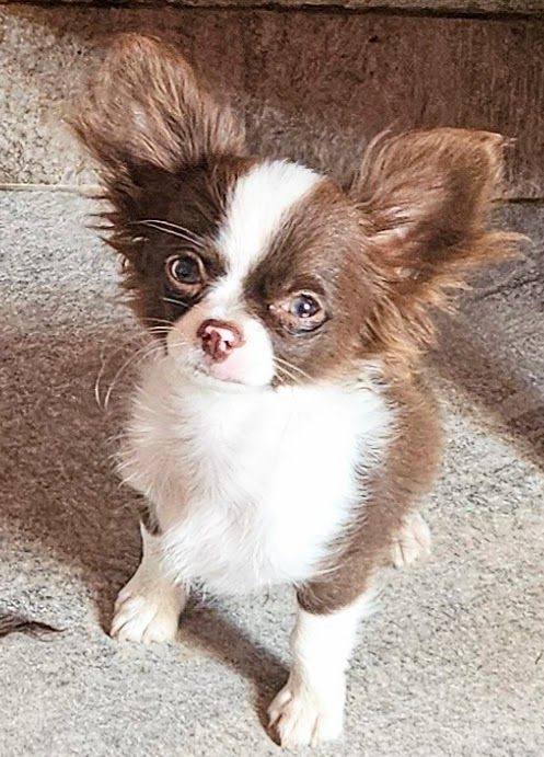 De la fontaine aux maléfices - Chiots disponibles - Chihuahua