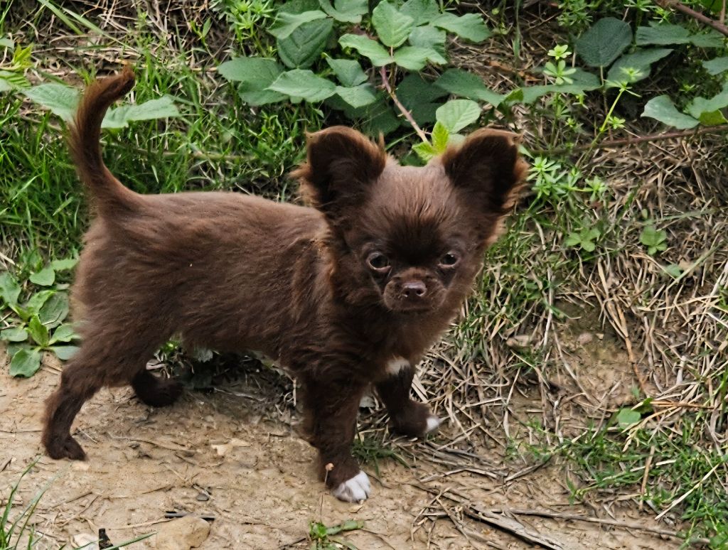 De la fontaine aux maléfices - Chiots disponibles - Chihuahua