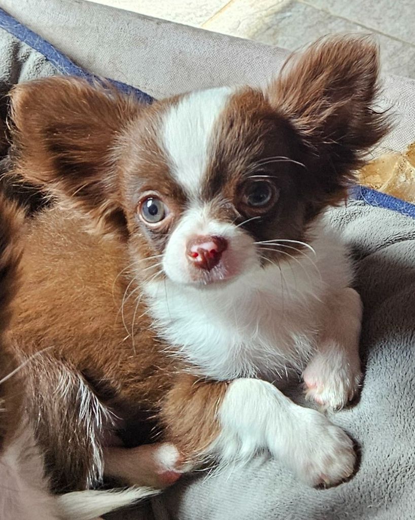 De la fontaine aux maléfices - Chiots disponibles - Chihuahua