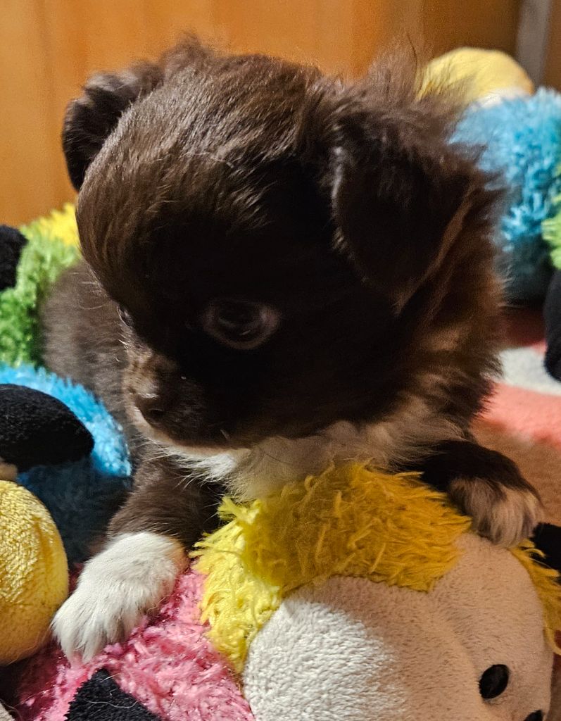 Chiot Chihuahua De la fontaine aux maléfices