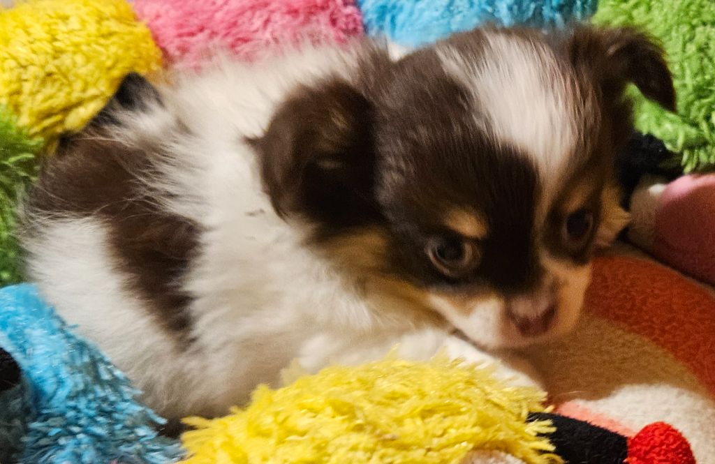 De la fontaine aux maléfices - Chiots disponibles - Chihuahua