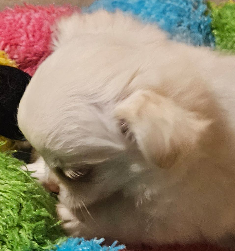 De la fontaine aux maléfices - Chiots disponibles - Chihuahua